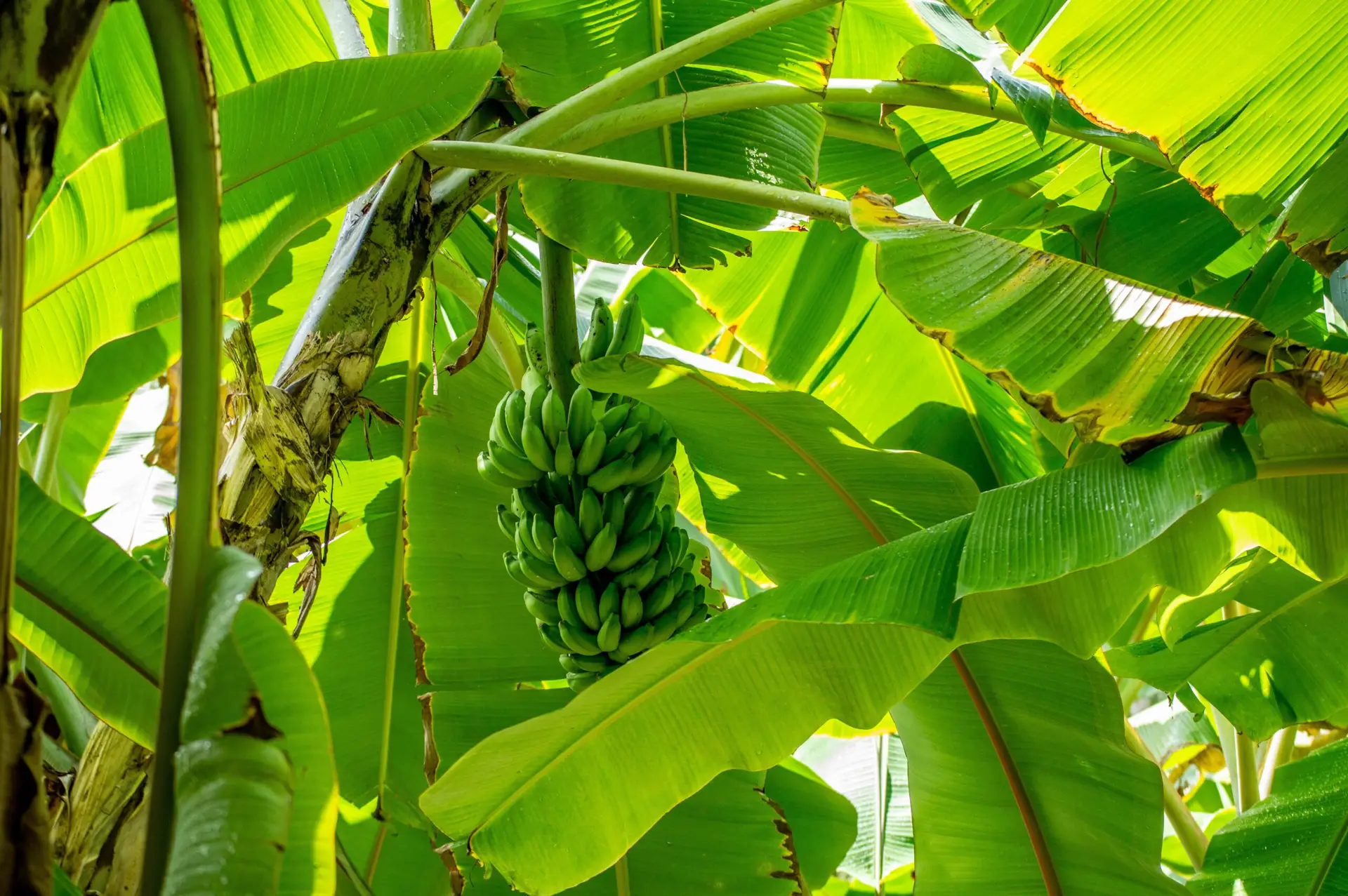 Bananier avec un régime de bananes vertes